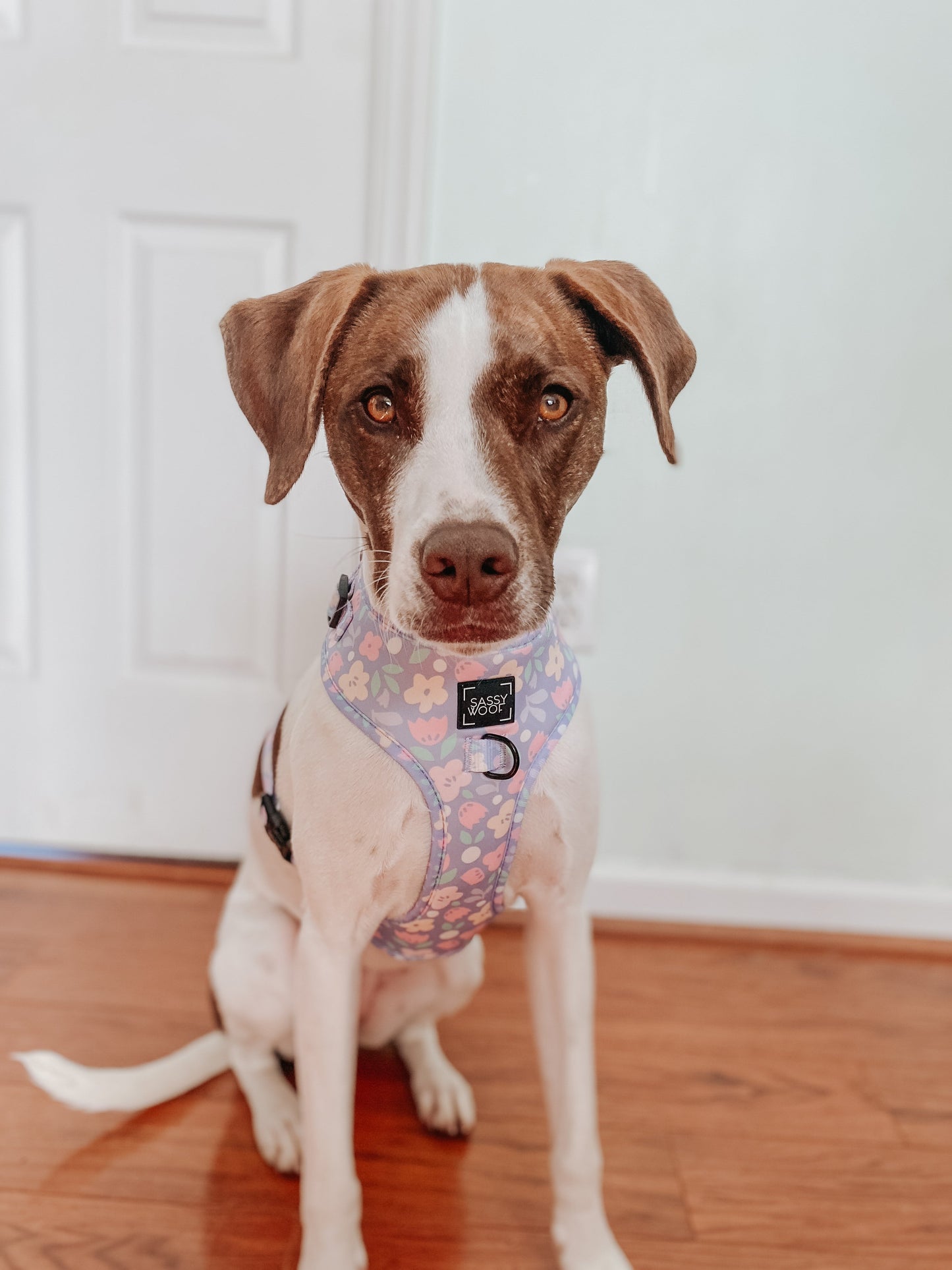 Dog Two Piece Bundle - Fleur de Sass