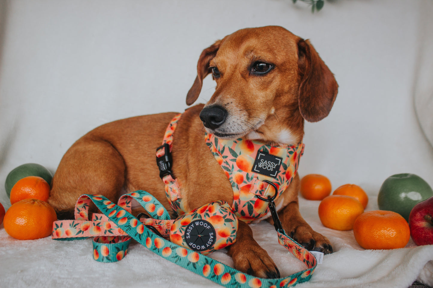 Dog Waste Bag Holder - Mango Tango