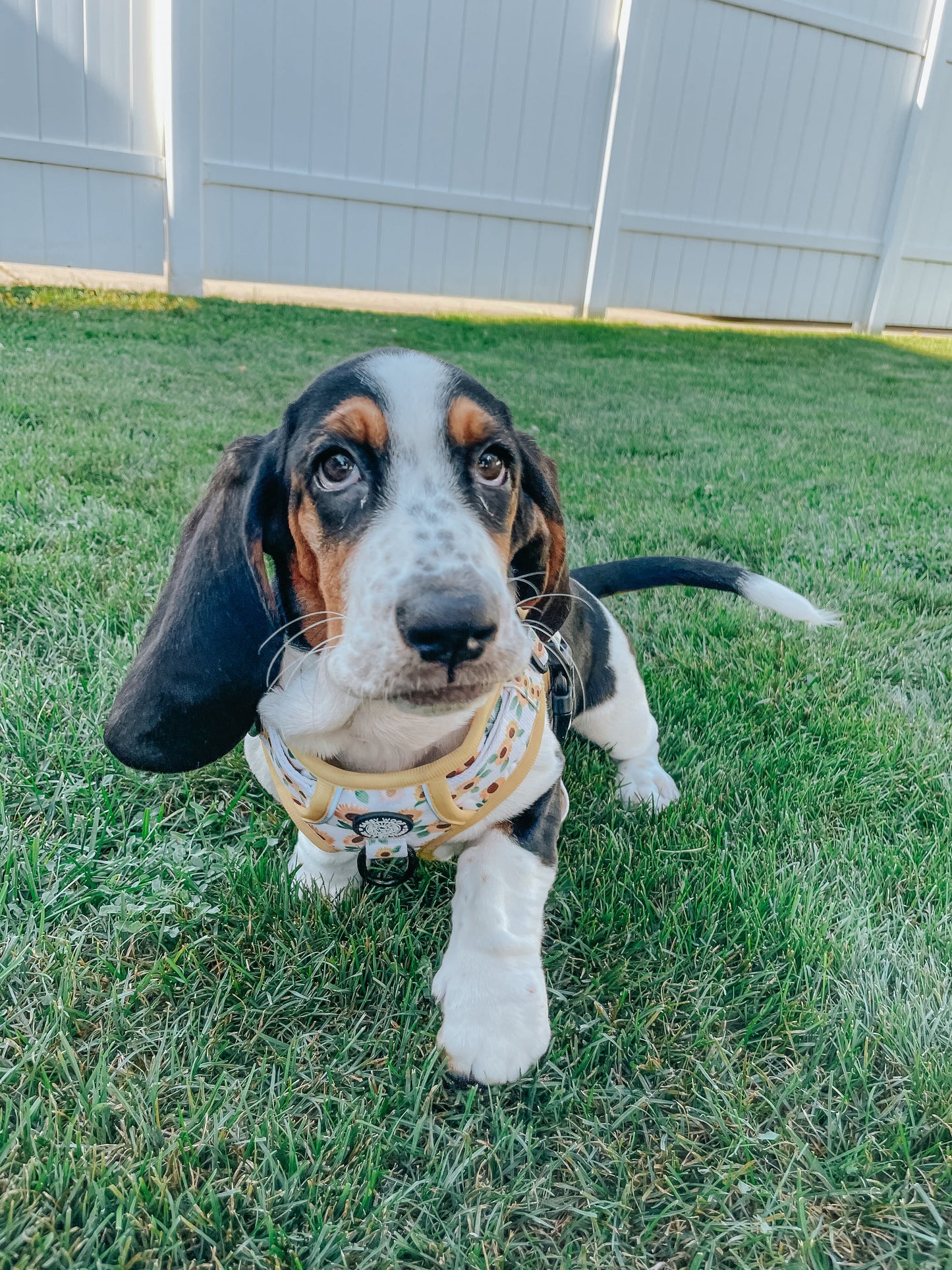 Dog Four Piece Bundle - Sunflower Dreams