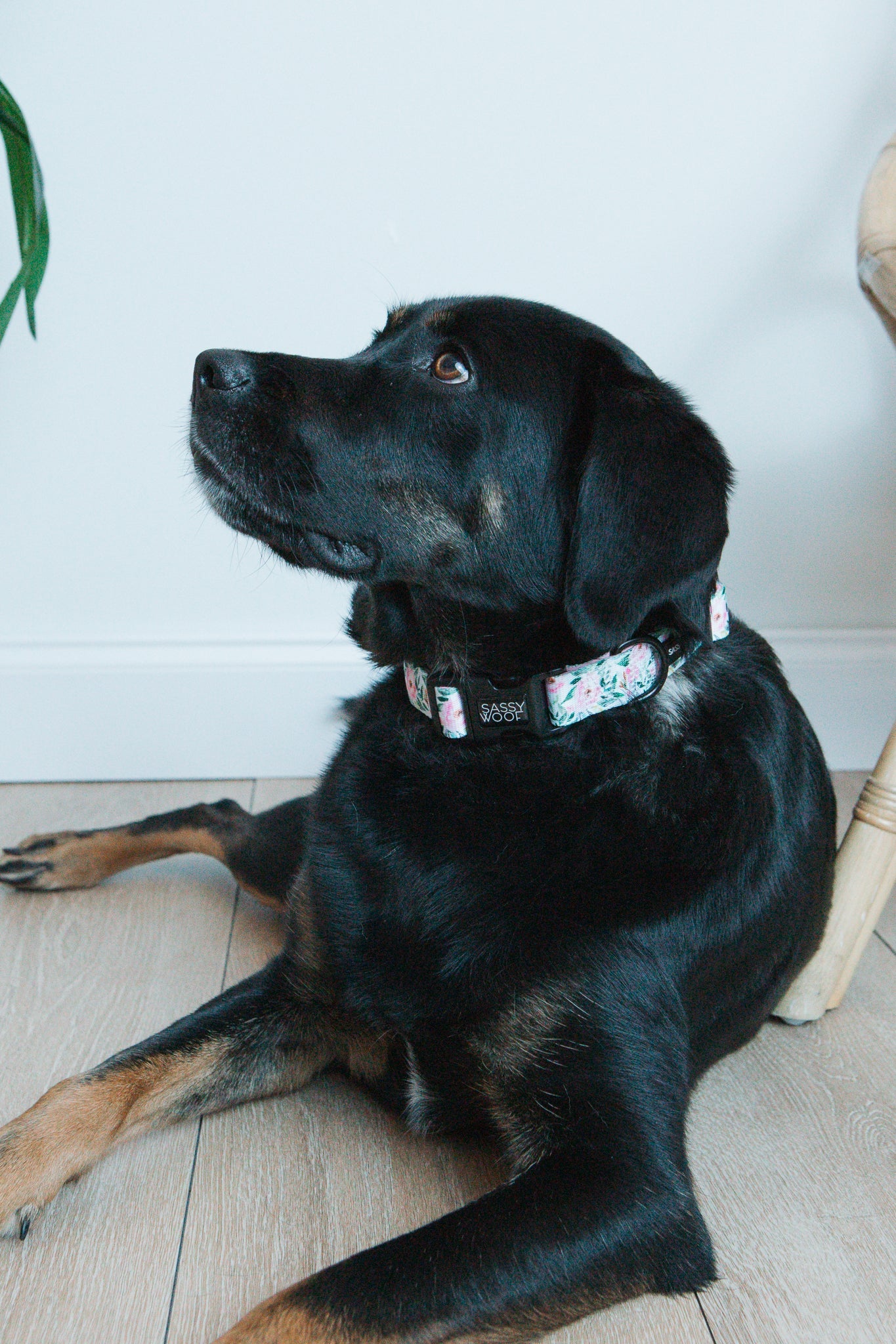Dog Collar - Magnolia
