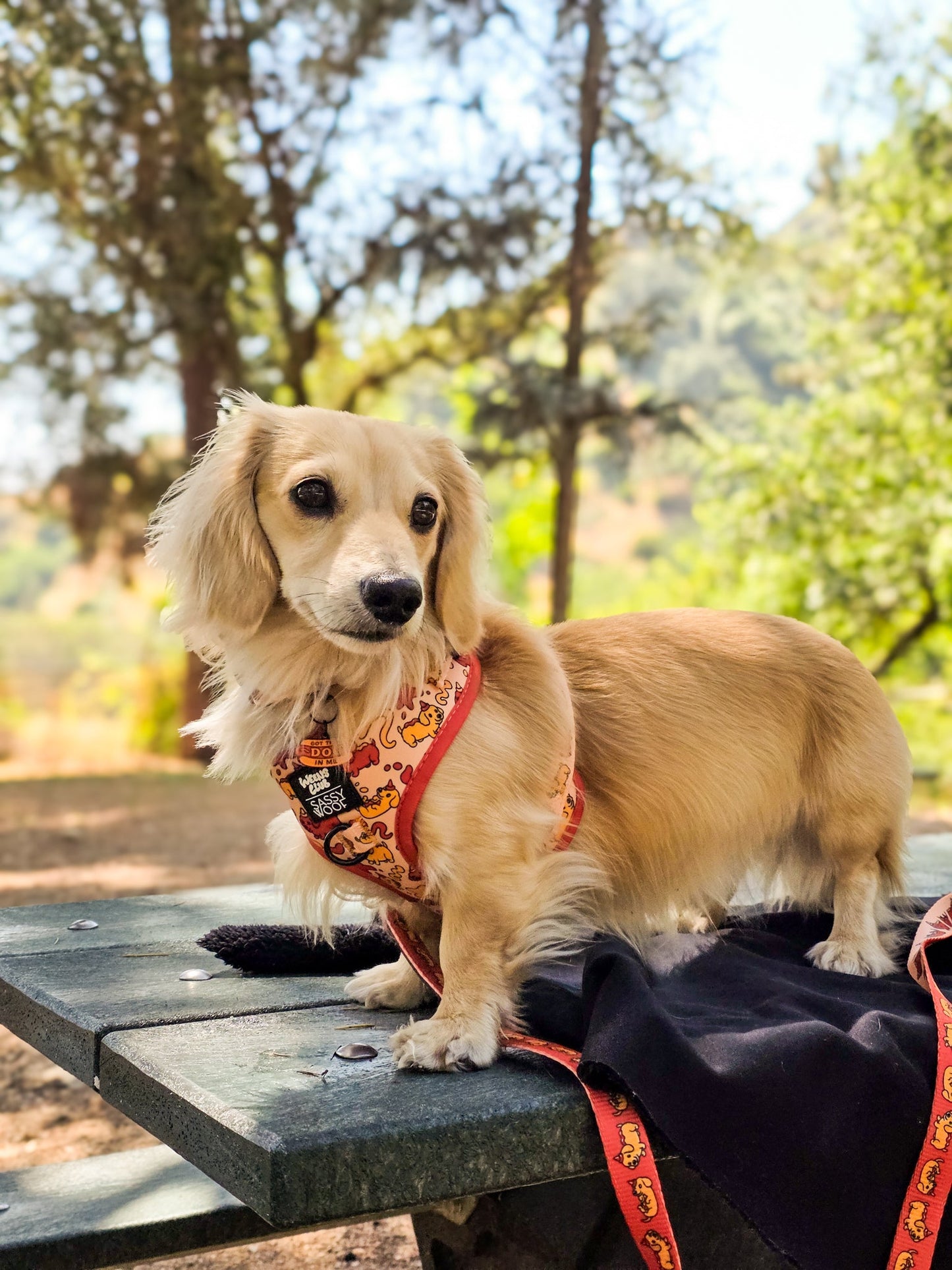Dog Two Piece Bundle - Hot Dawg