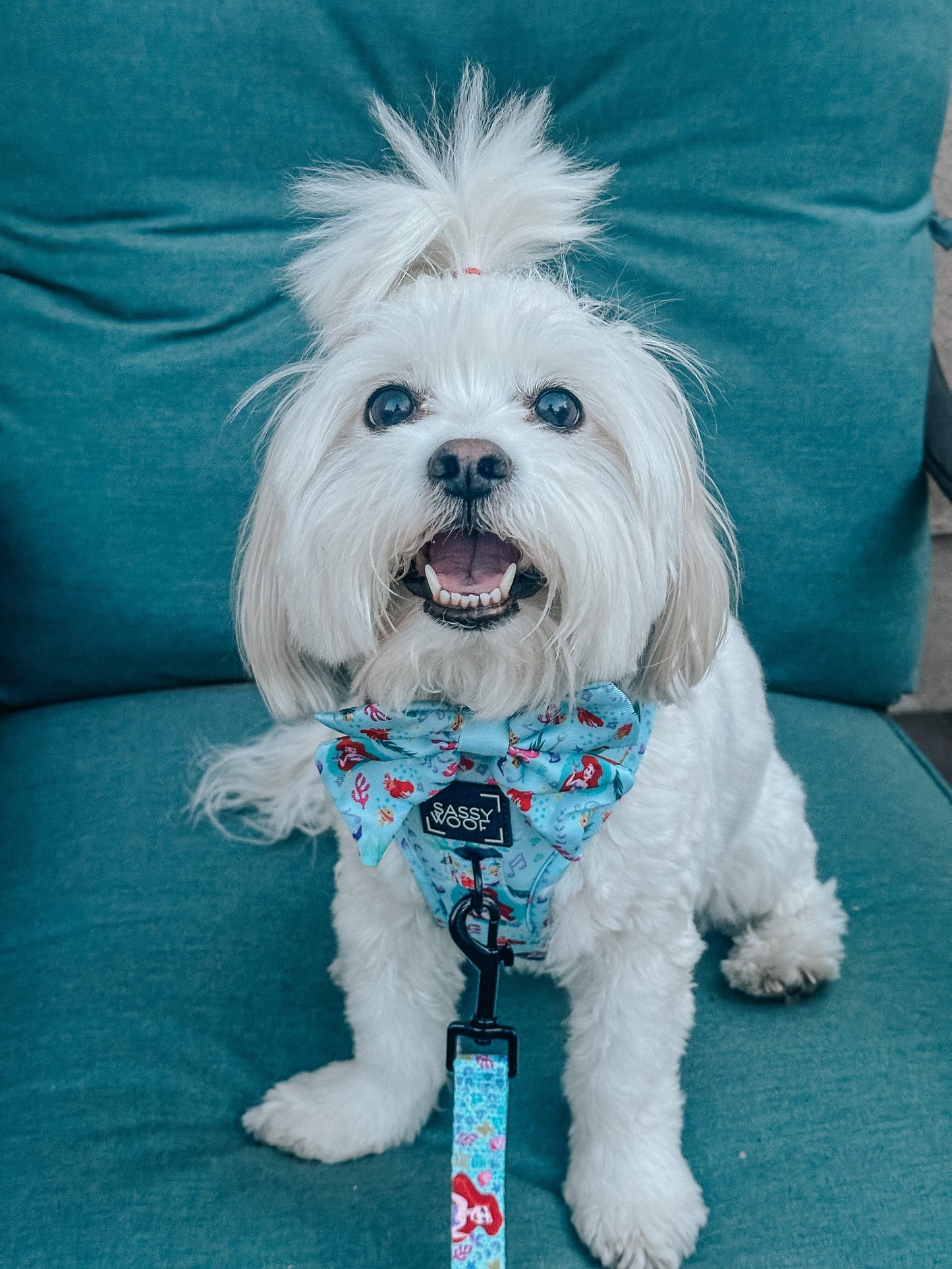 Dog Two Piece Bundle - Disney's Ariel