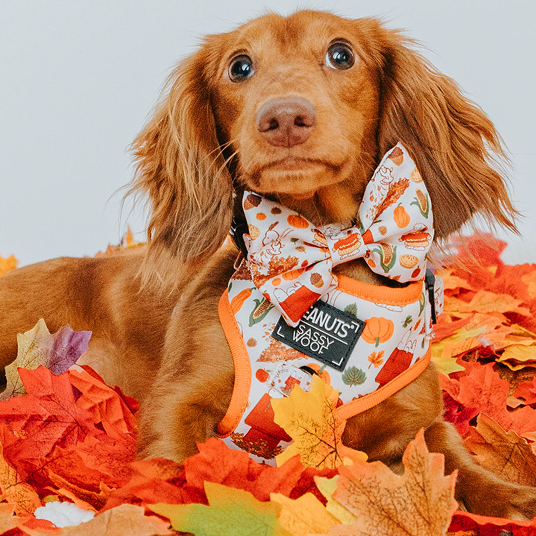 Dog Bowtie - Peanuts™ Harvest