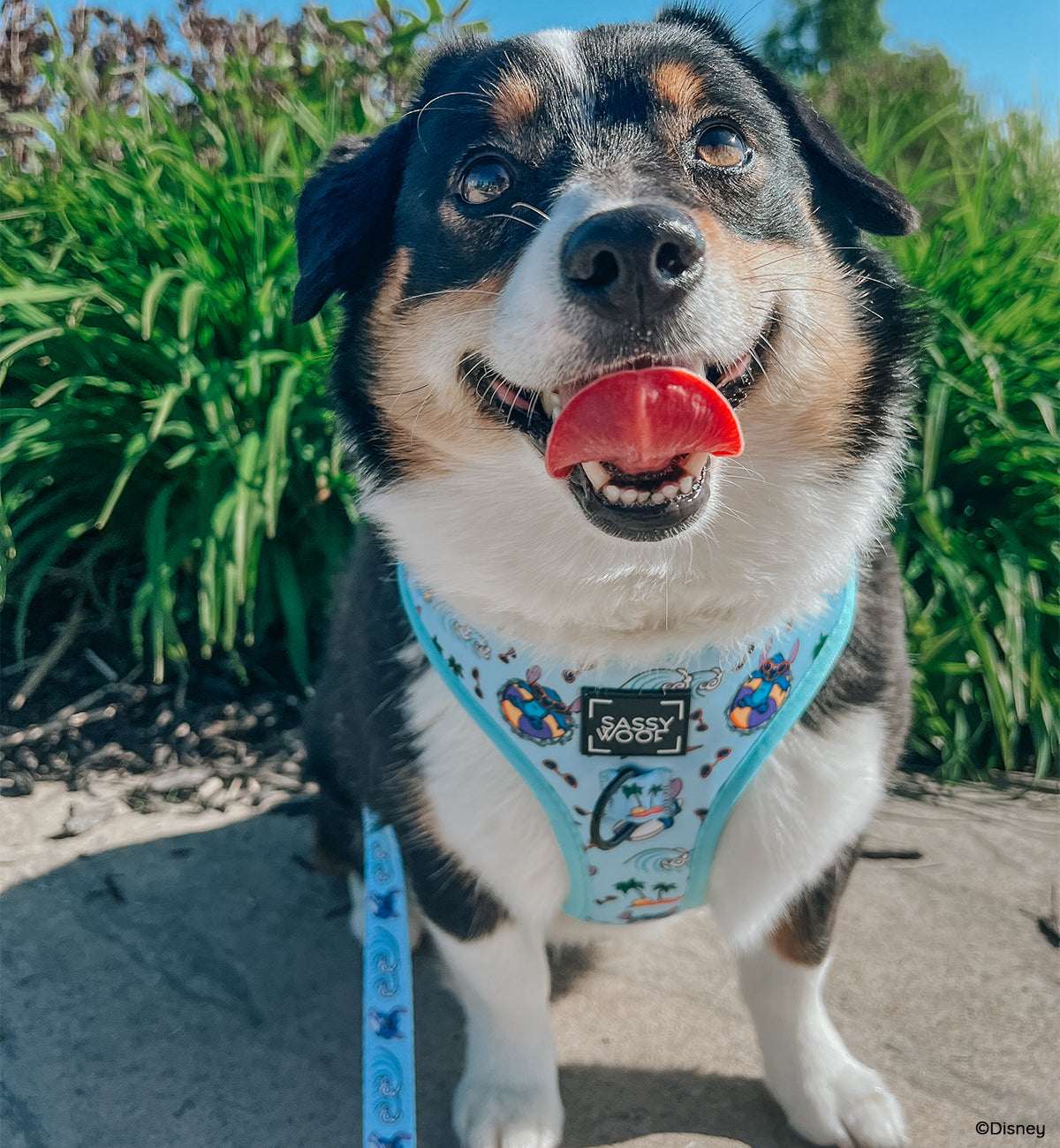 Dog Two Piece Bundle - Disney's Stitch