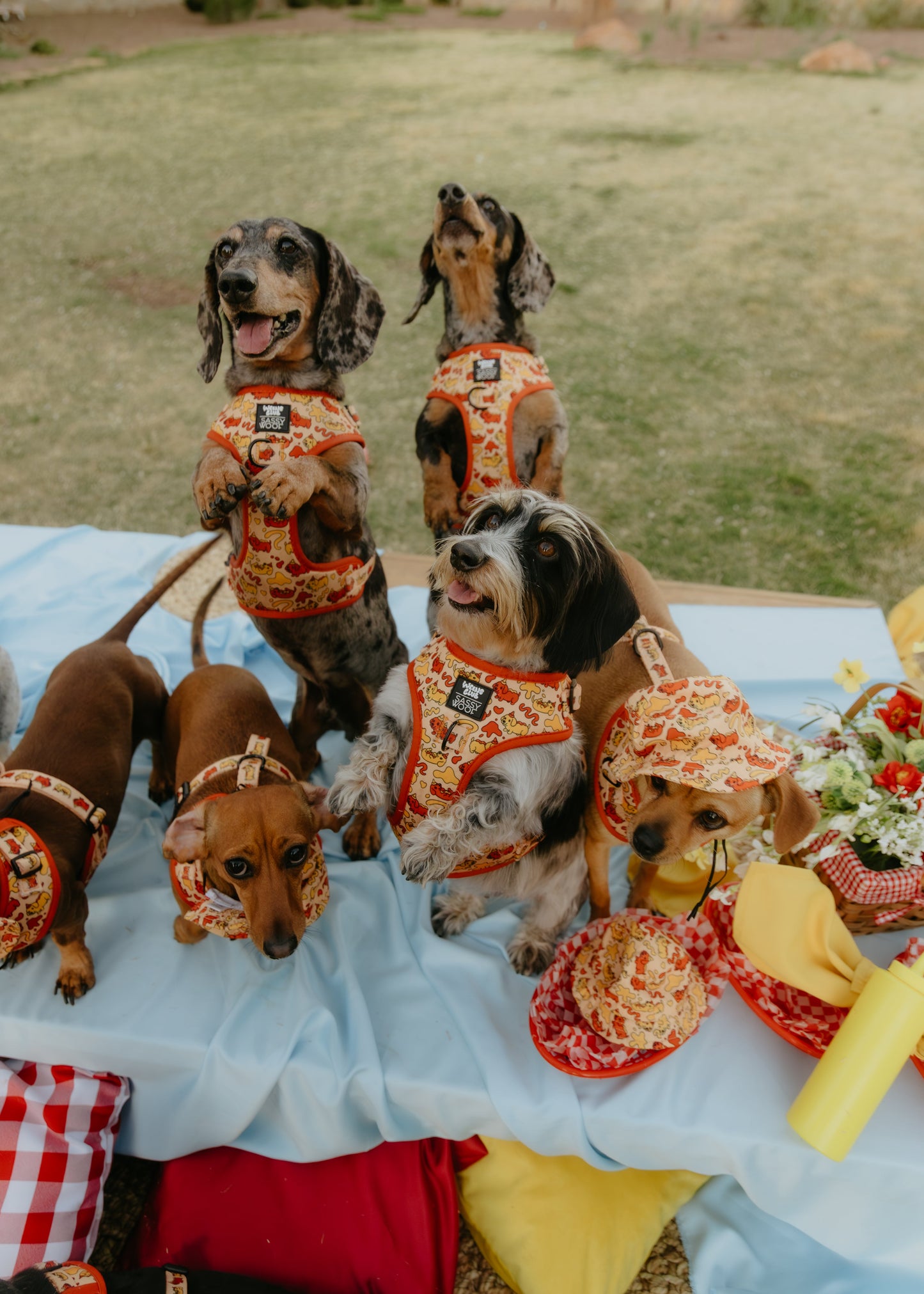 Dog Two Piece Bundle - Hot Dawg