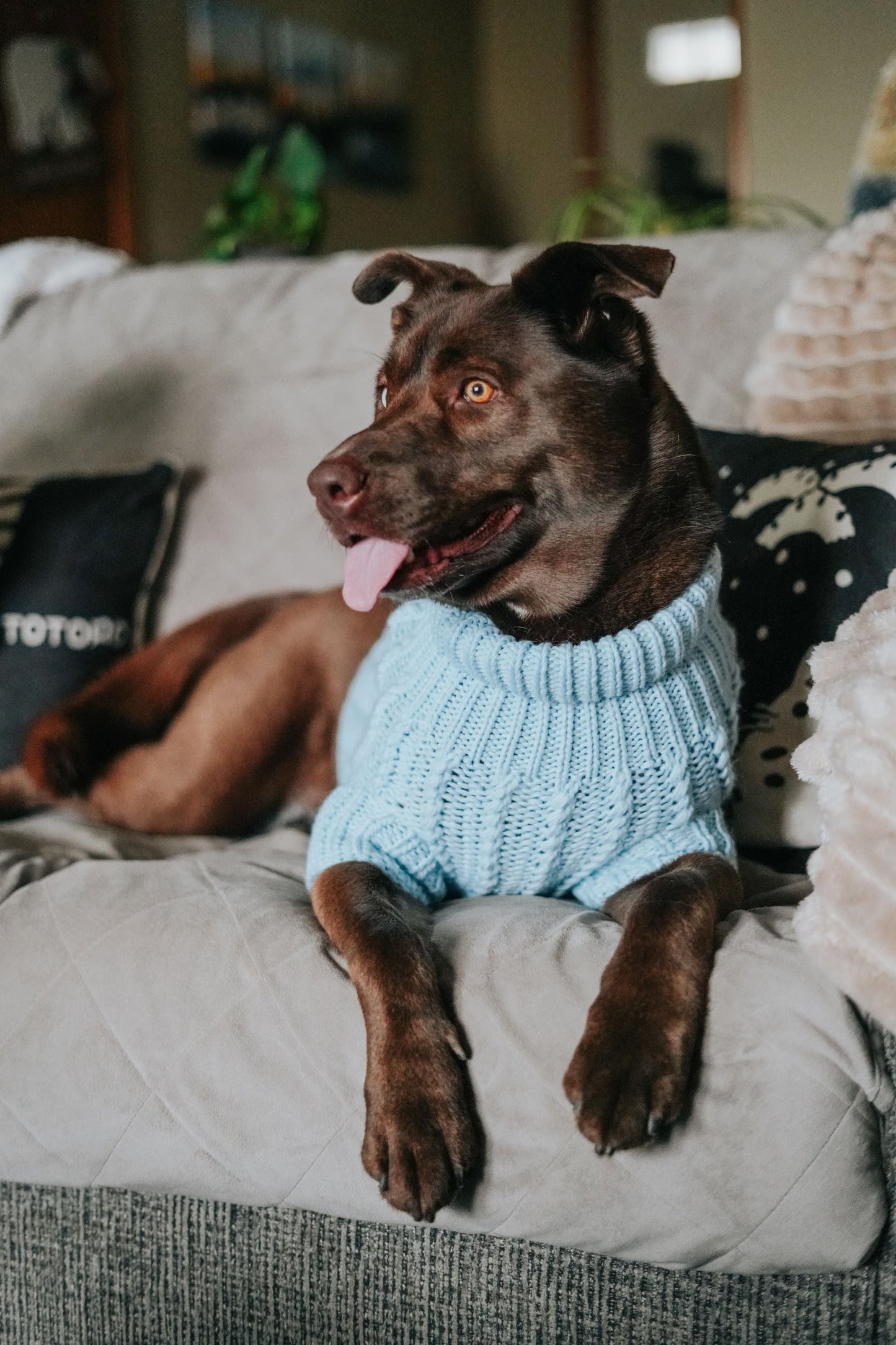 Pet Cable Knit Sweater - Light Blue