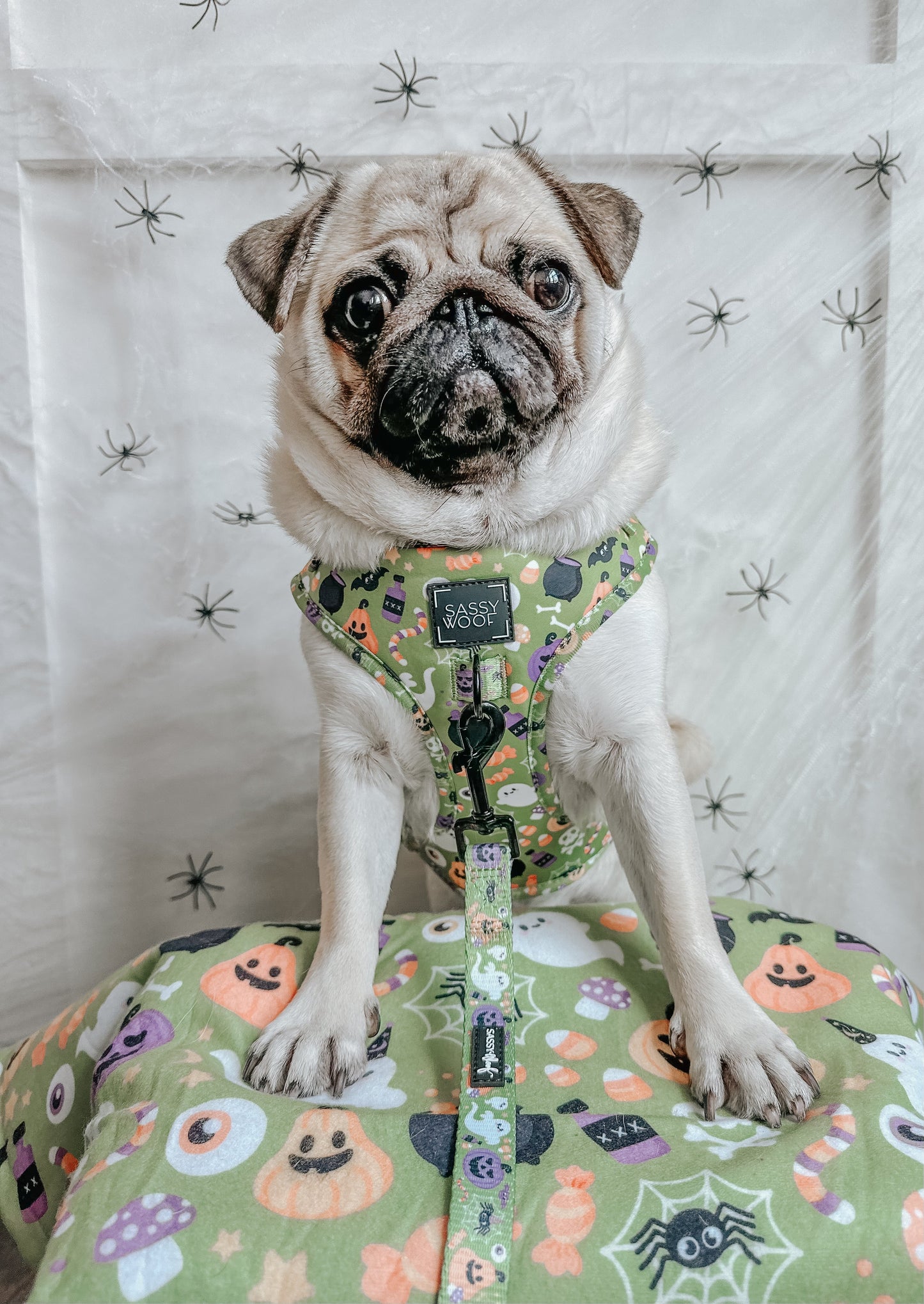 Pet Blanket - Haunt Mess