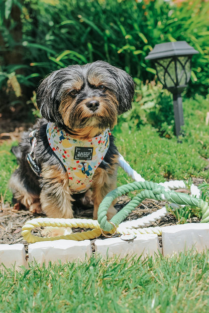 Harness Three Piece Bundle - Disney's Belle