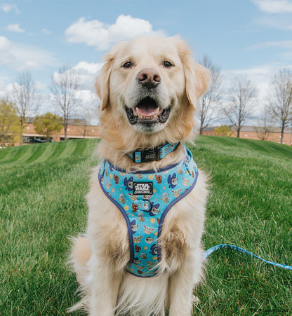 Dog Collar - STAR WARS™ The Mandalorian™