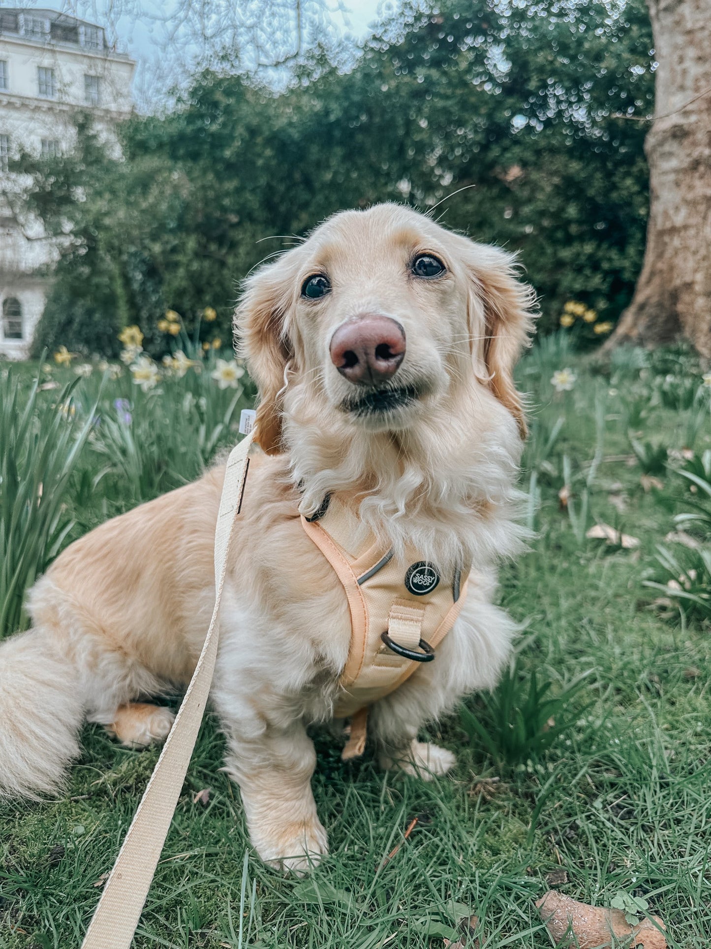 Dog Two Piece Bundle - Daffodil