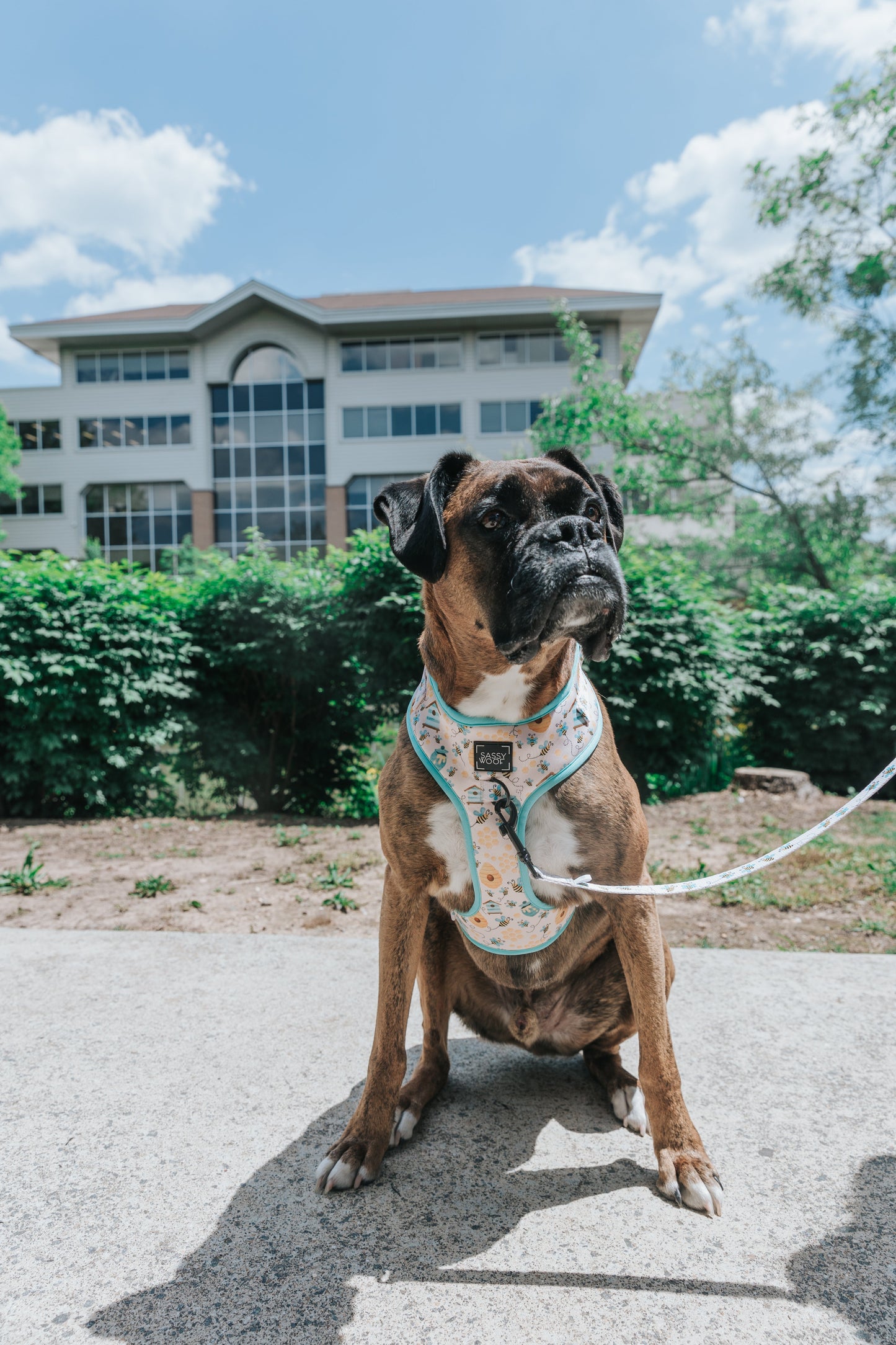 Dog Two Piece Bundle - Bee Sassy
