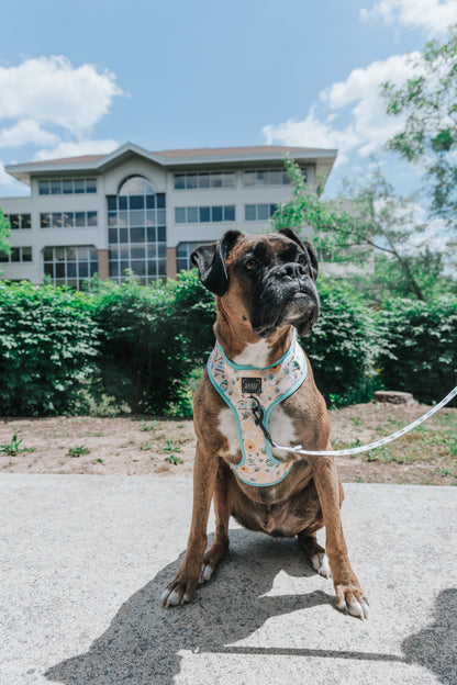 Dog Two Piece Bundle - Bee Sassy