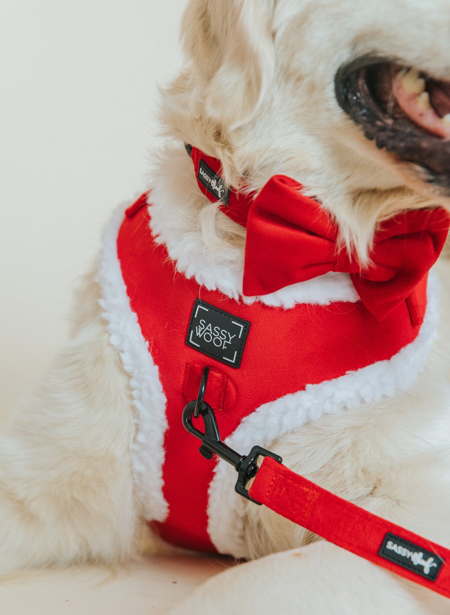Dog Bowtie - Naughty