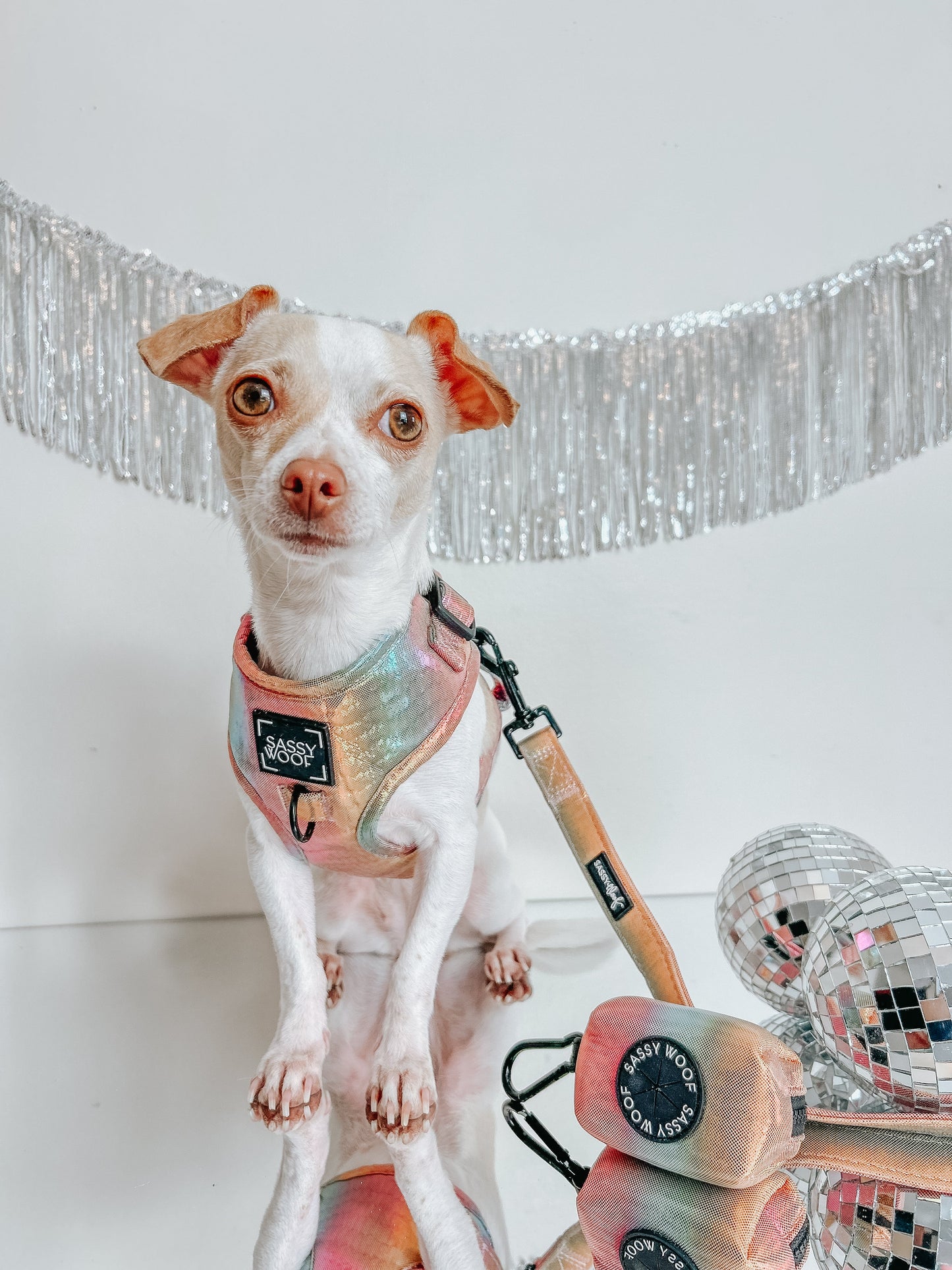 Dog Two Piece Bundle  - The Night Life