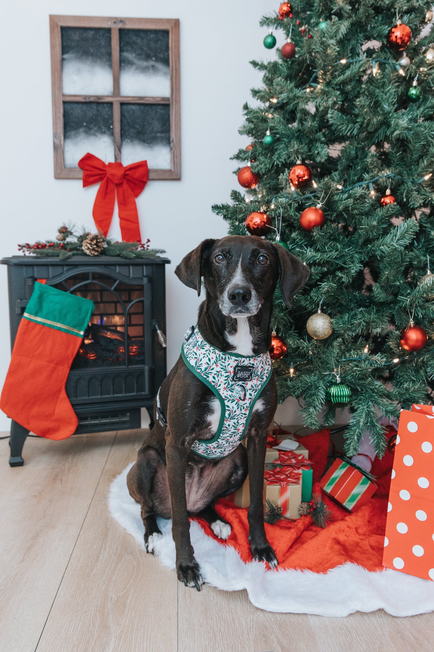 Dog Two Piece Bundle - Under the Mistletoe