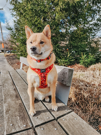 Dog Collar - Lucky Dragon