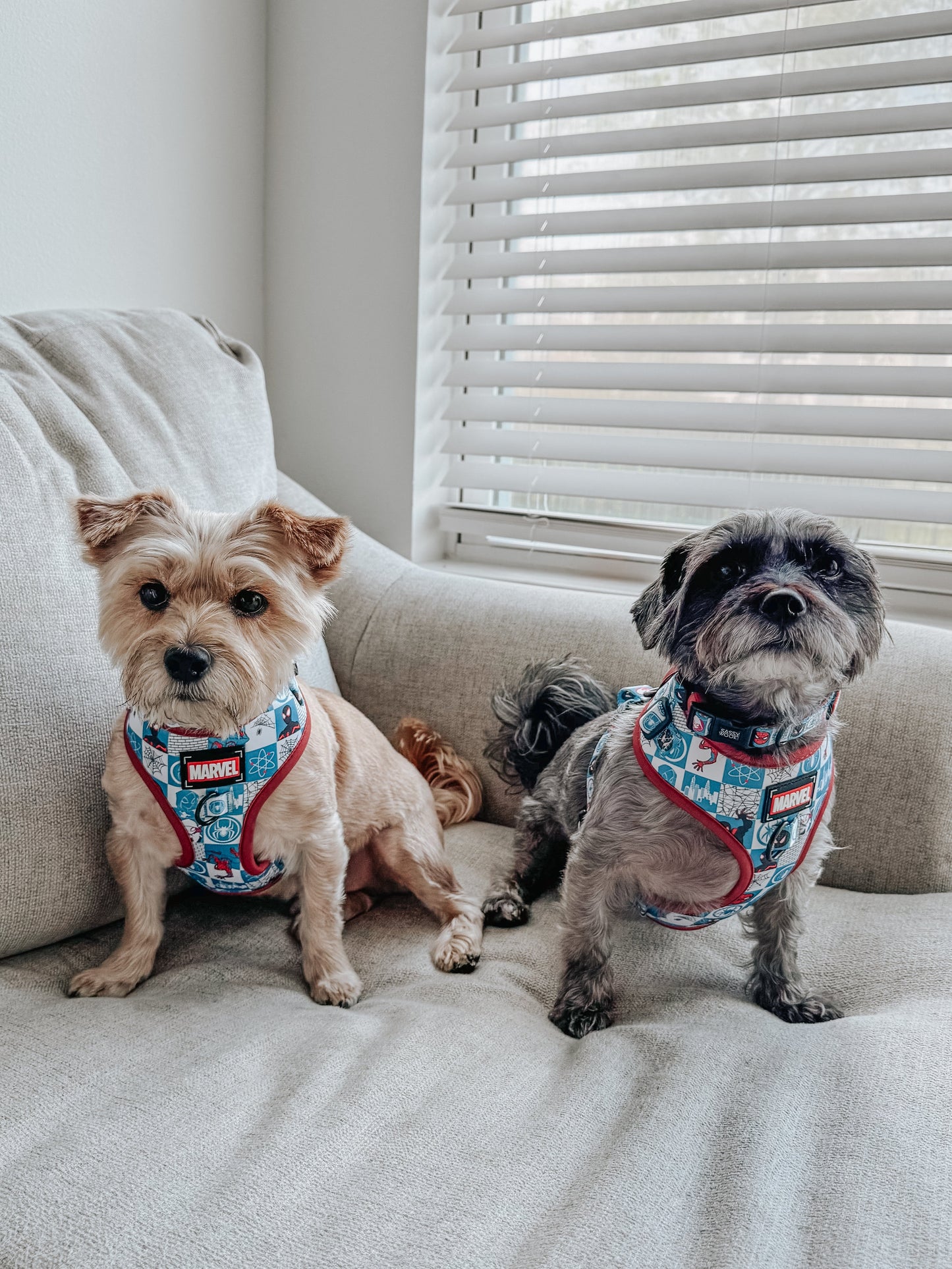 Dog Collar Three Piece Bundle - Marvel’s Spider-Man