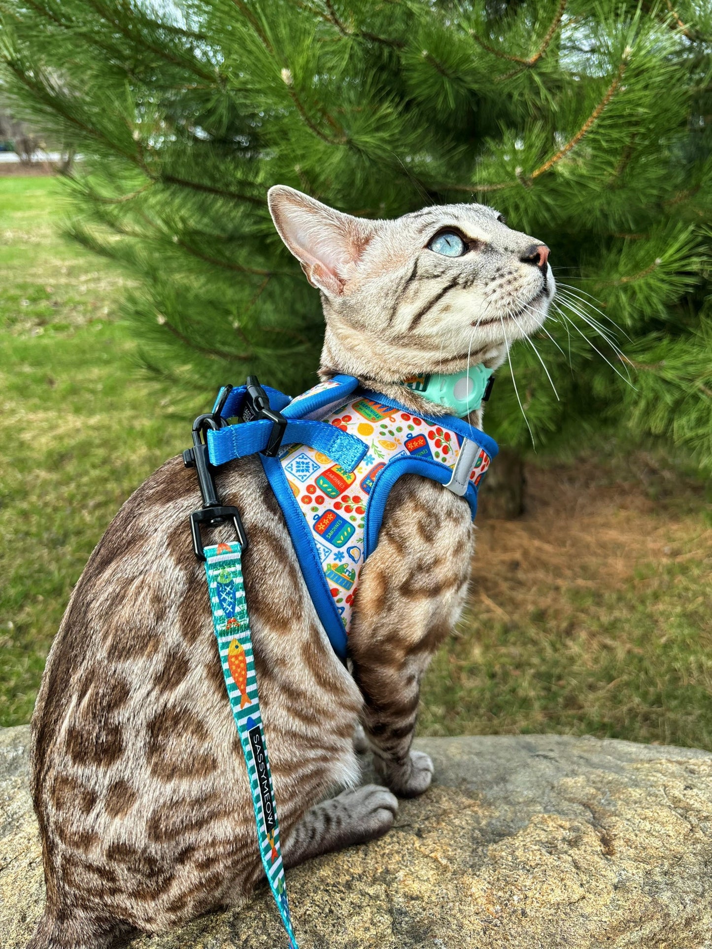 Cat Step-In Harness - Portofino