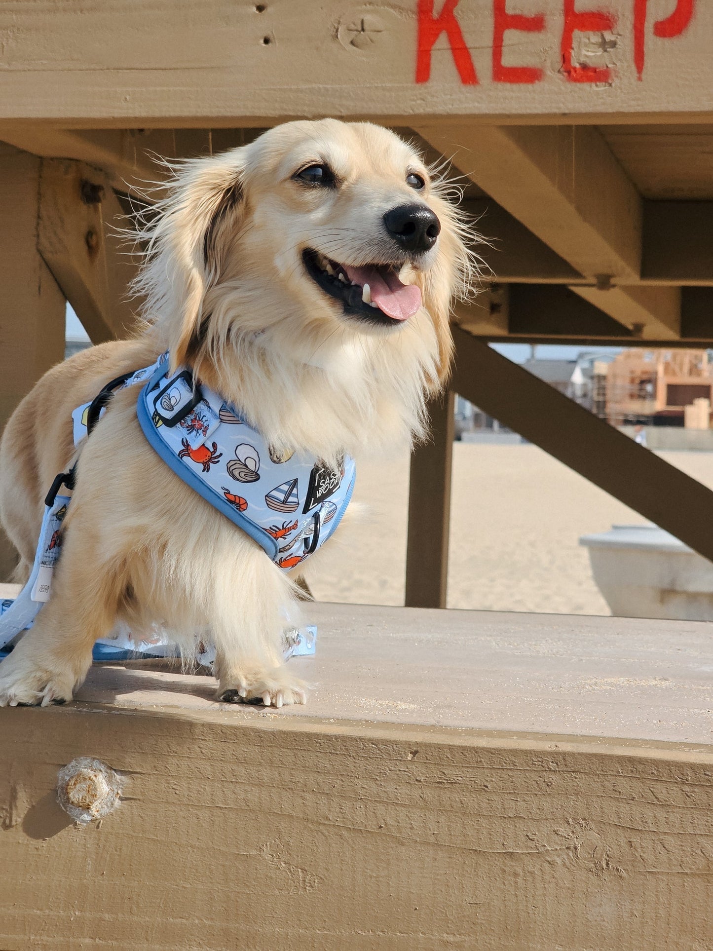 Dog Adjustable Harness -  Coastal Cuties