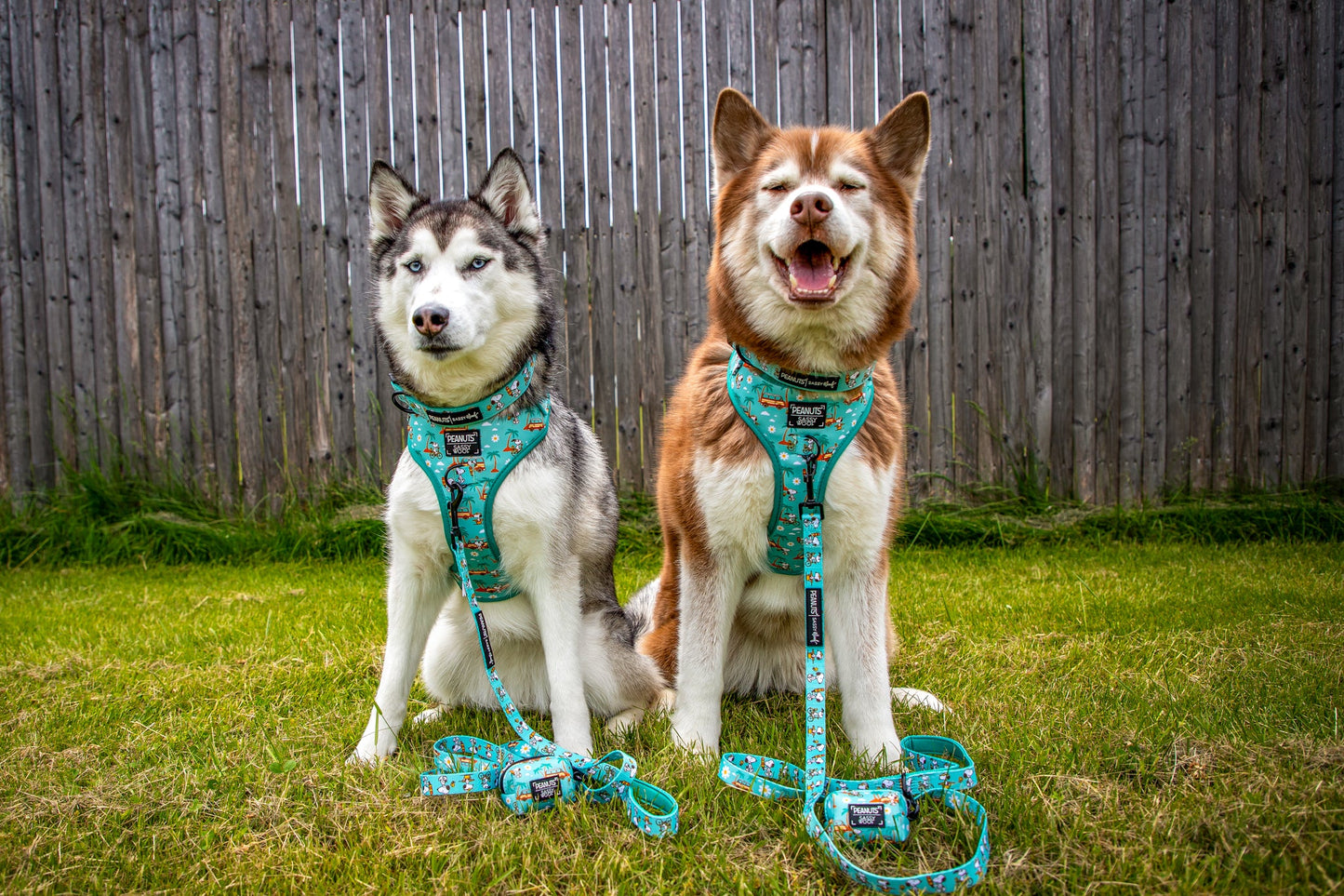 Dog Collar Three Piece Bundle - Peanuts™ Road Tripping