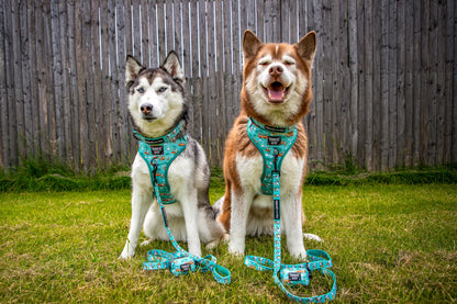 Dog Collar Three Piece Bundle - Peanuts™ Road Tripping