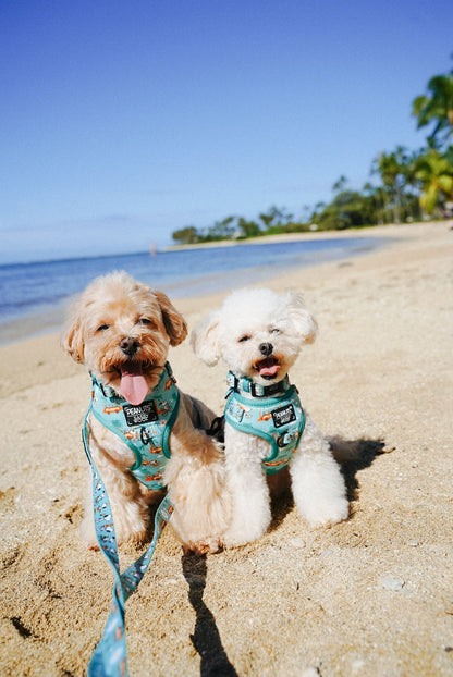 Dog Collar Three Piece Bundle - Peanuts™ Road Tripping