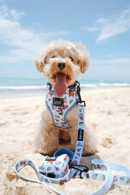 Dog Four Piece Bundle - Coastal Cuties