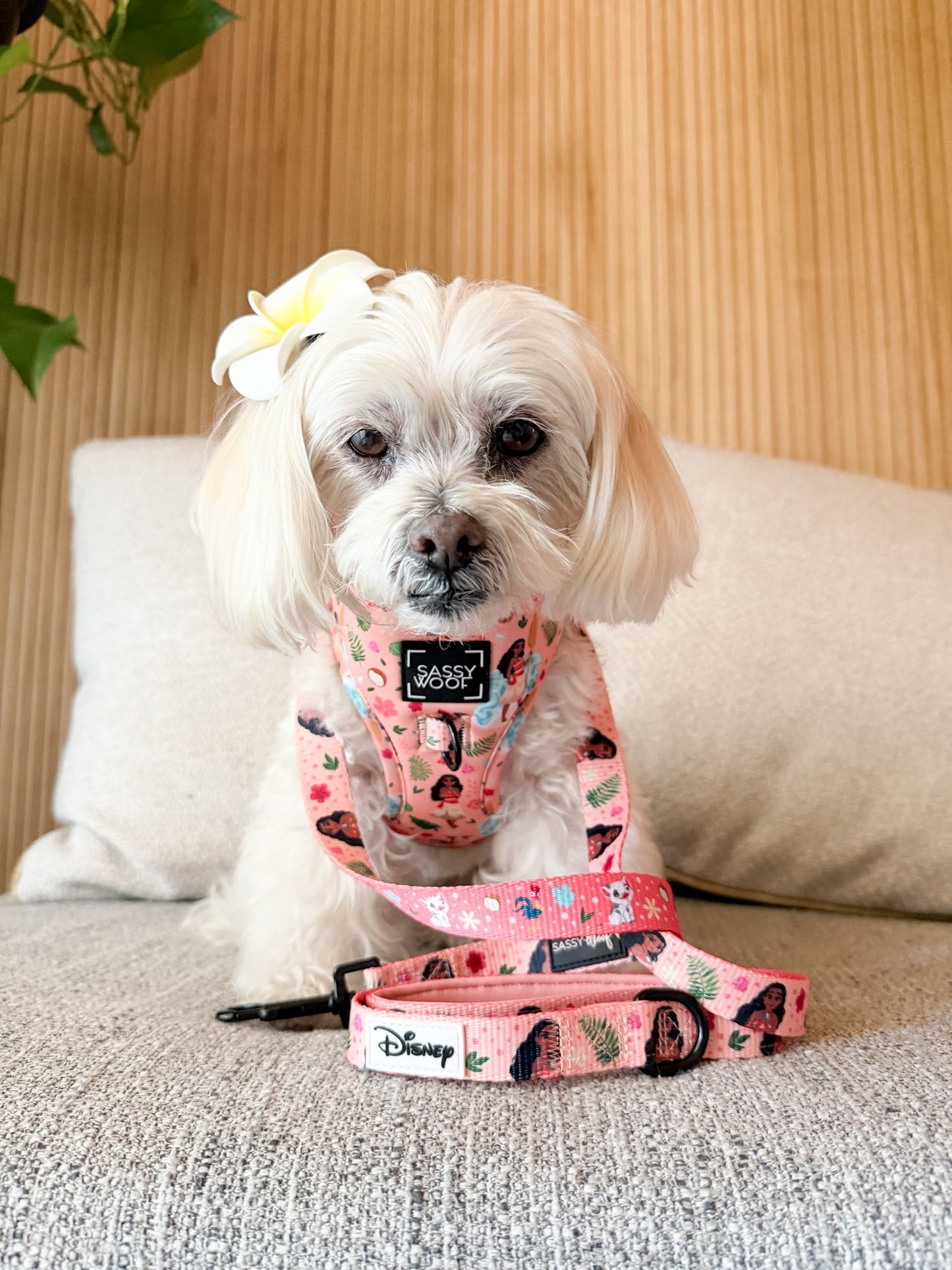 Dog Adjustable Harness - Disney's Moana
