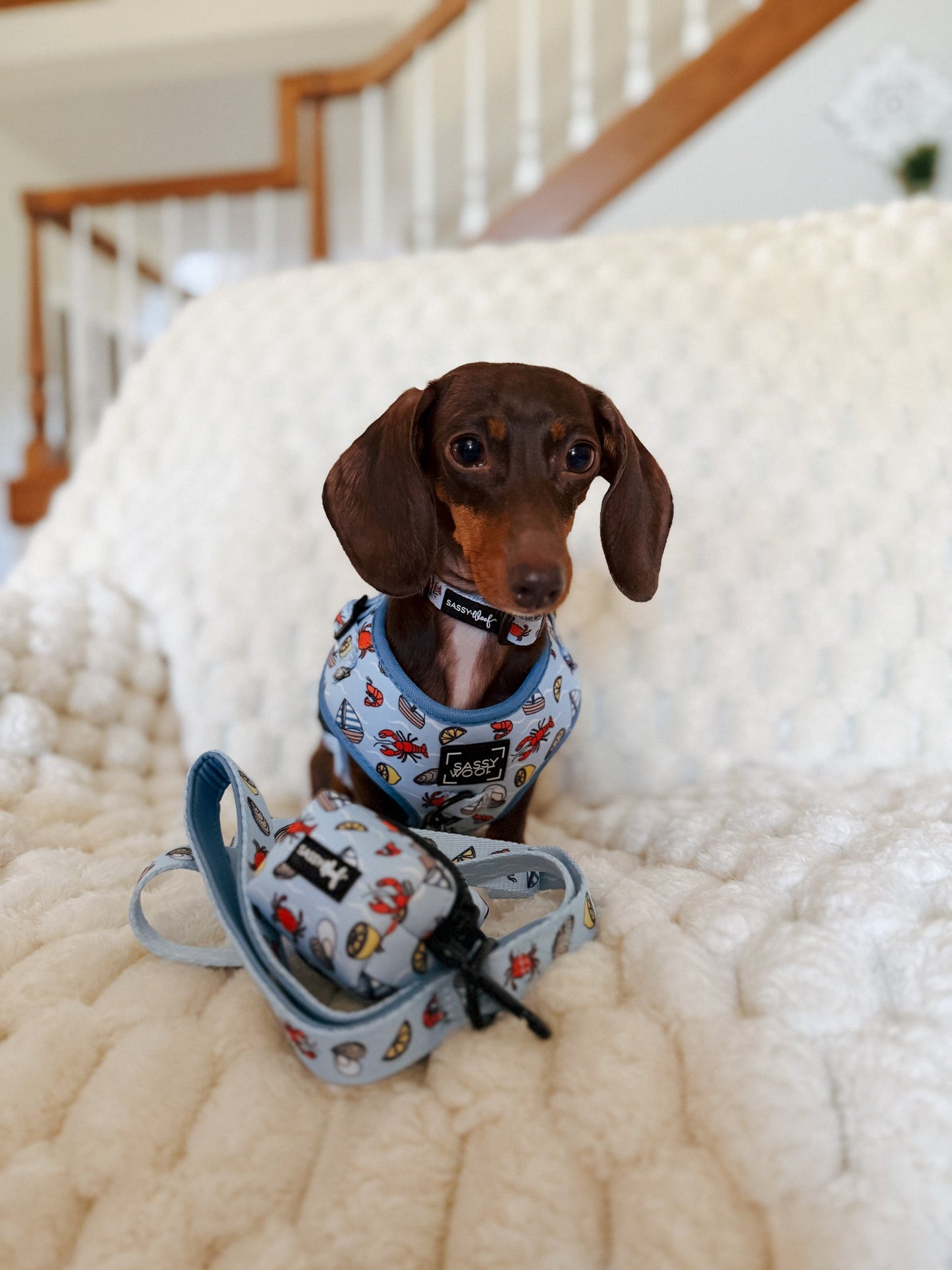 Dog Four Piece Bundle - Coastal Cuties