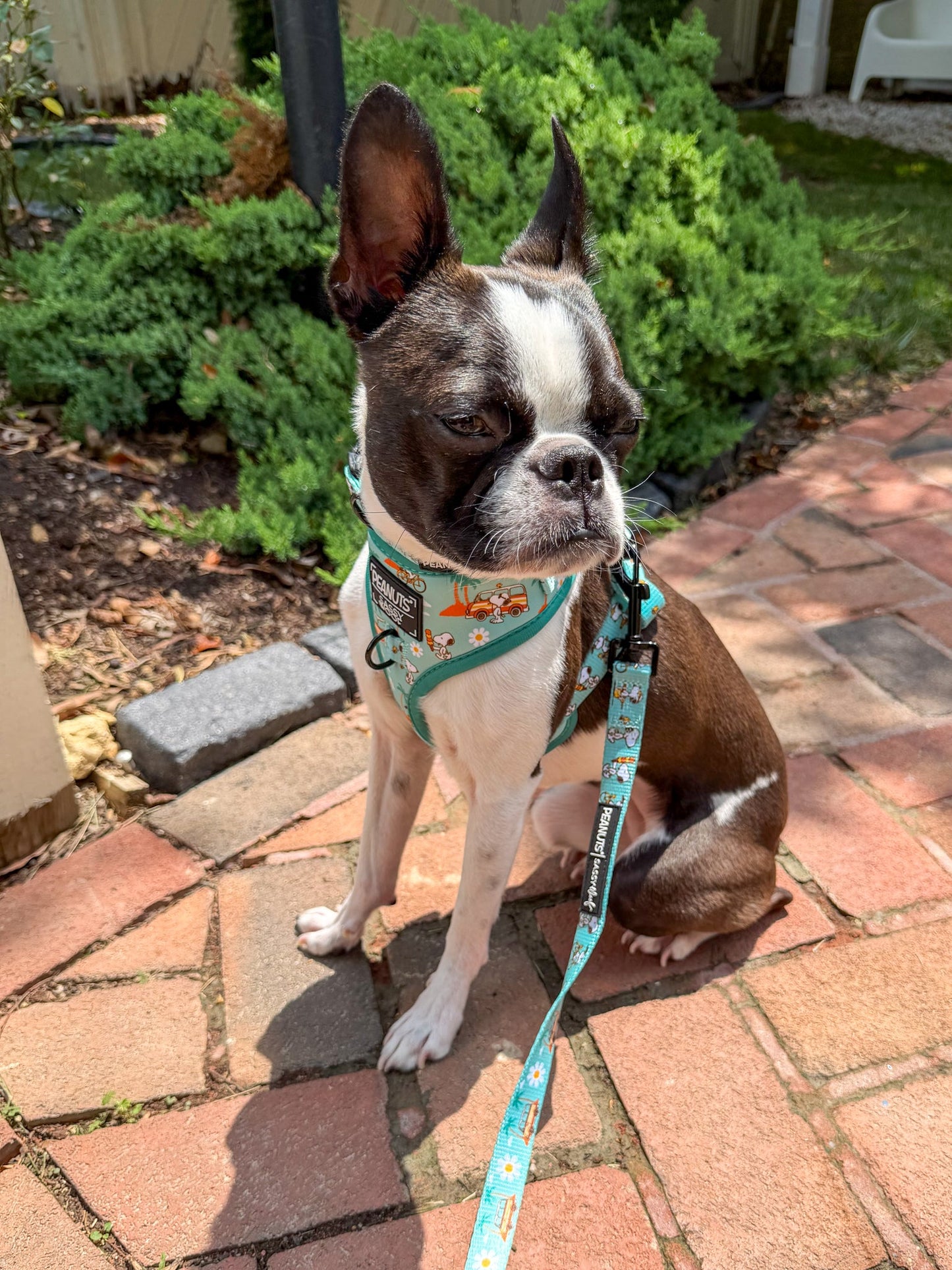Dog Collar Three Piece Bundle - Peanuts™ Road Tripping