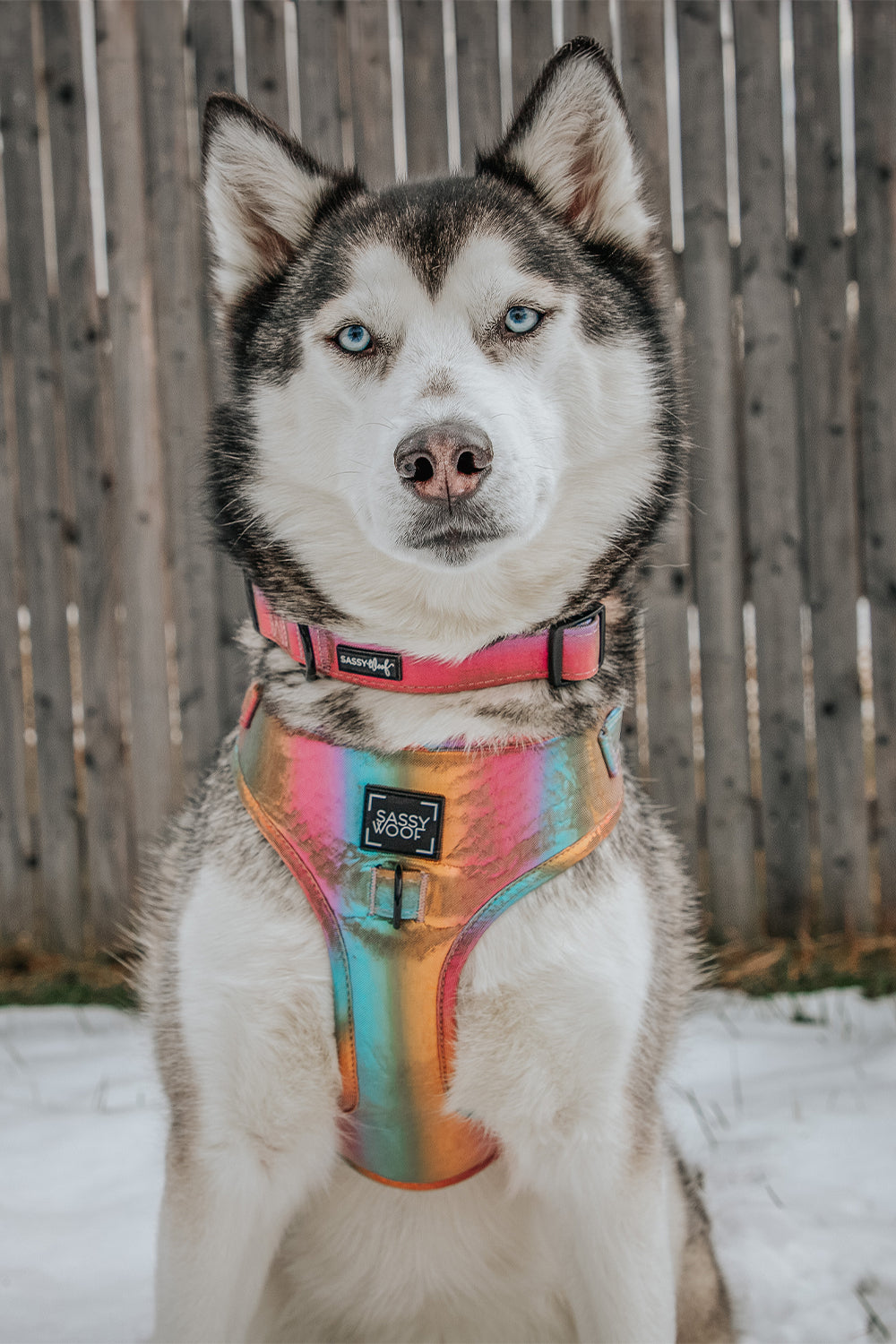 Dog Two Piece Bundle  - The Night Life