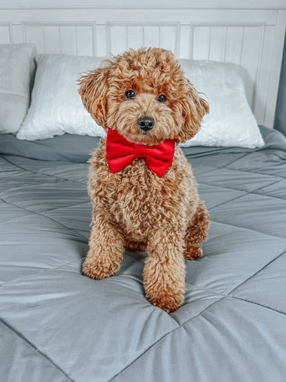 Dog Bowtie - Naughty