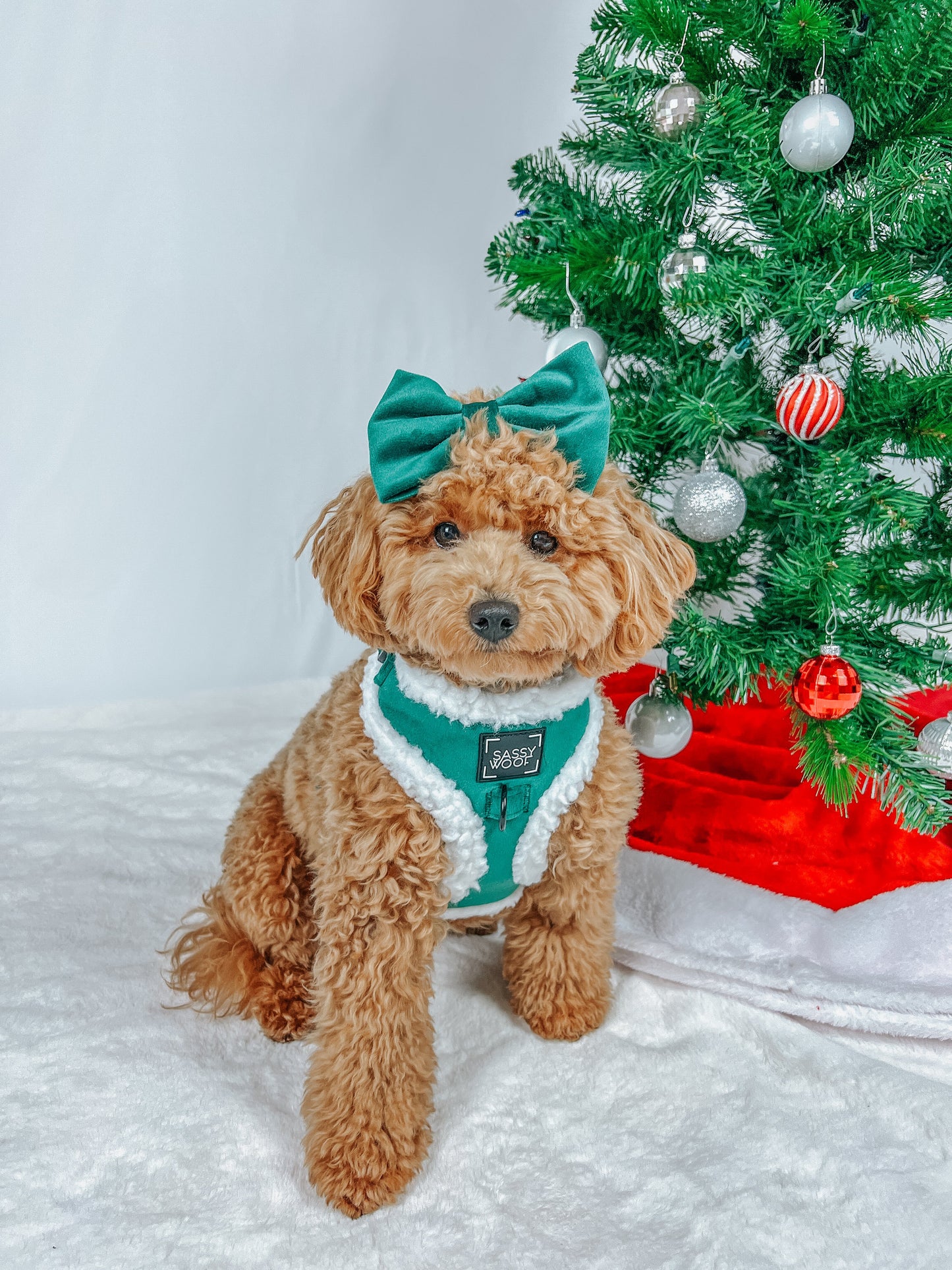 Dog Three Piece Bundle - Nice