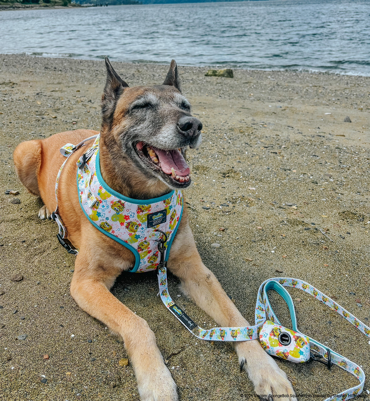 Dog Four Piece Bundle - SpongeBob SquarePants™ Bikini Bottom