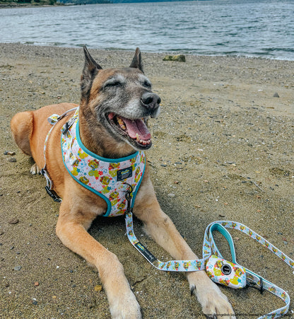 Dog Four Piece Bundle - SpongeBob SquarePants™ Bikini Bottom