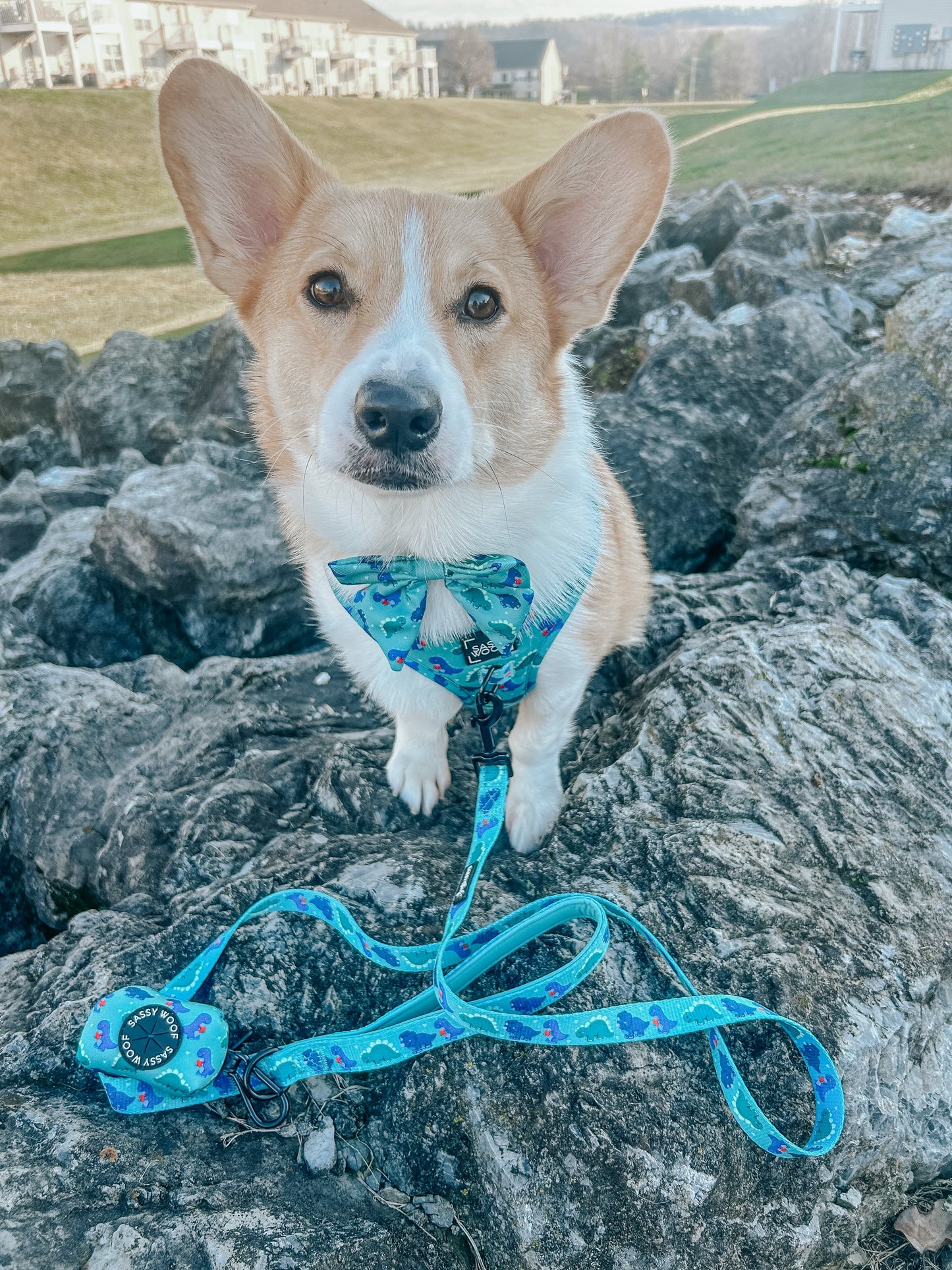 Dog Sailor Bow - Dino Darling