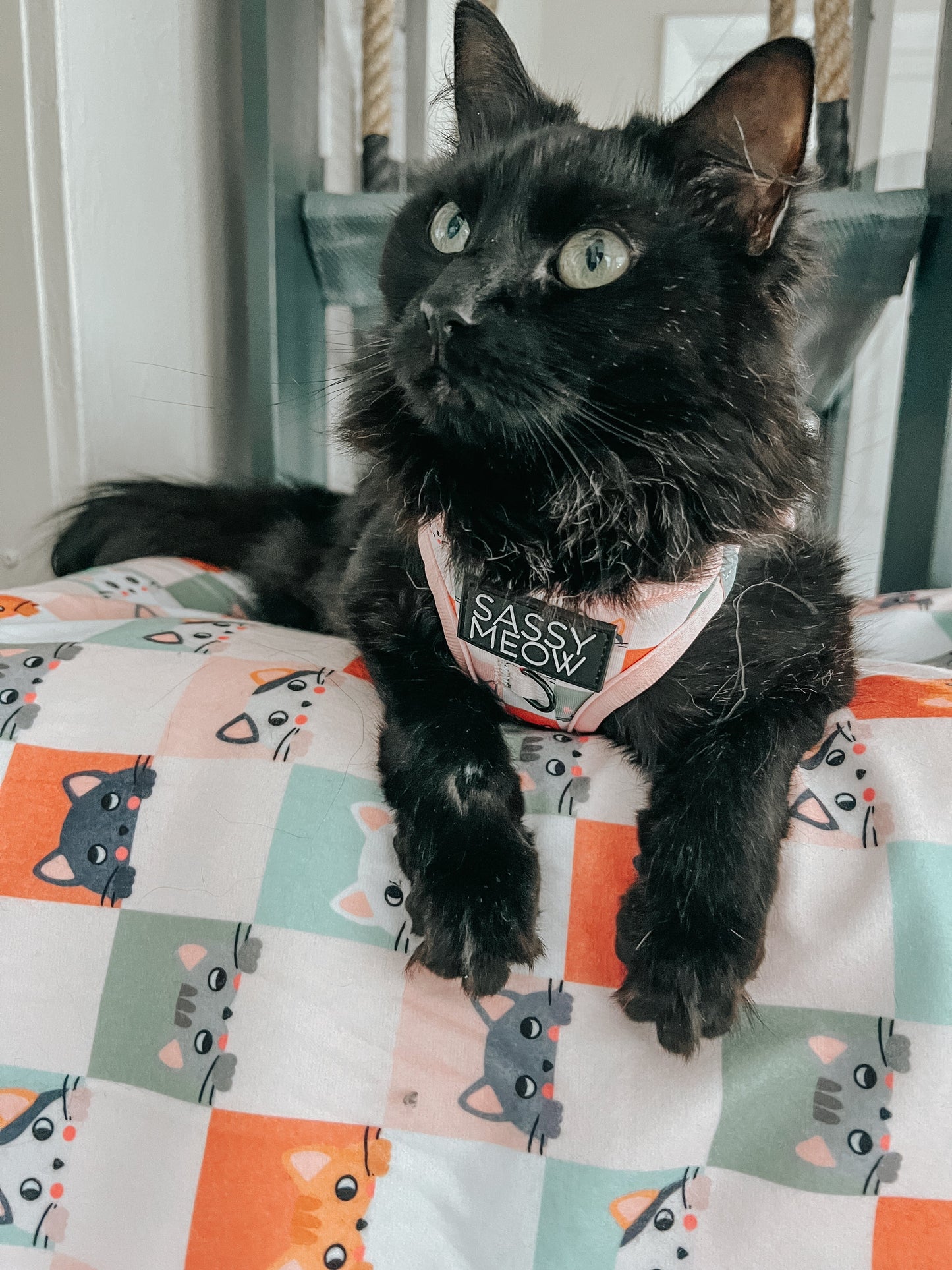 Pet Blanket - Smitten Kittens