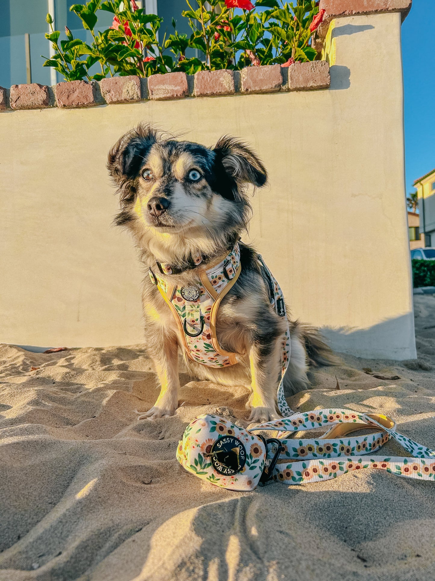 Dog Four Piece Bundle - Sunflower Dreams
