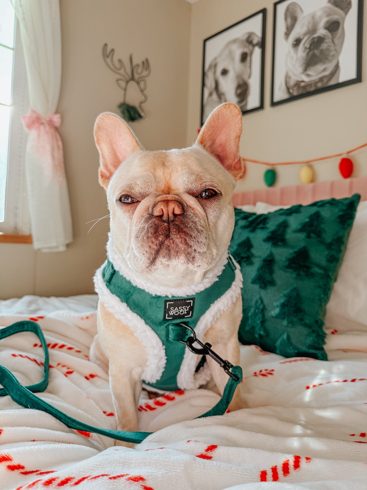Dog Three Piece Bundle - Nice