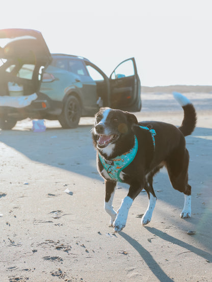 Dog Collar Three Piece Bundle - Peanuts™ Road Tripping