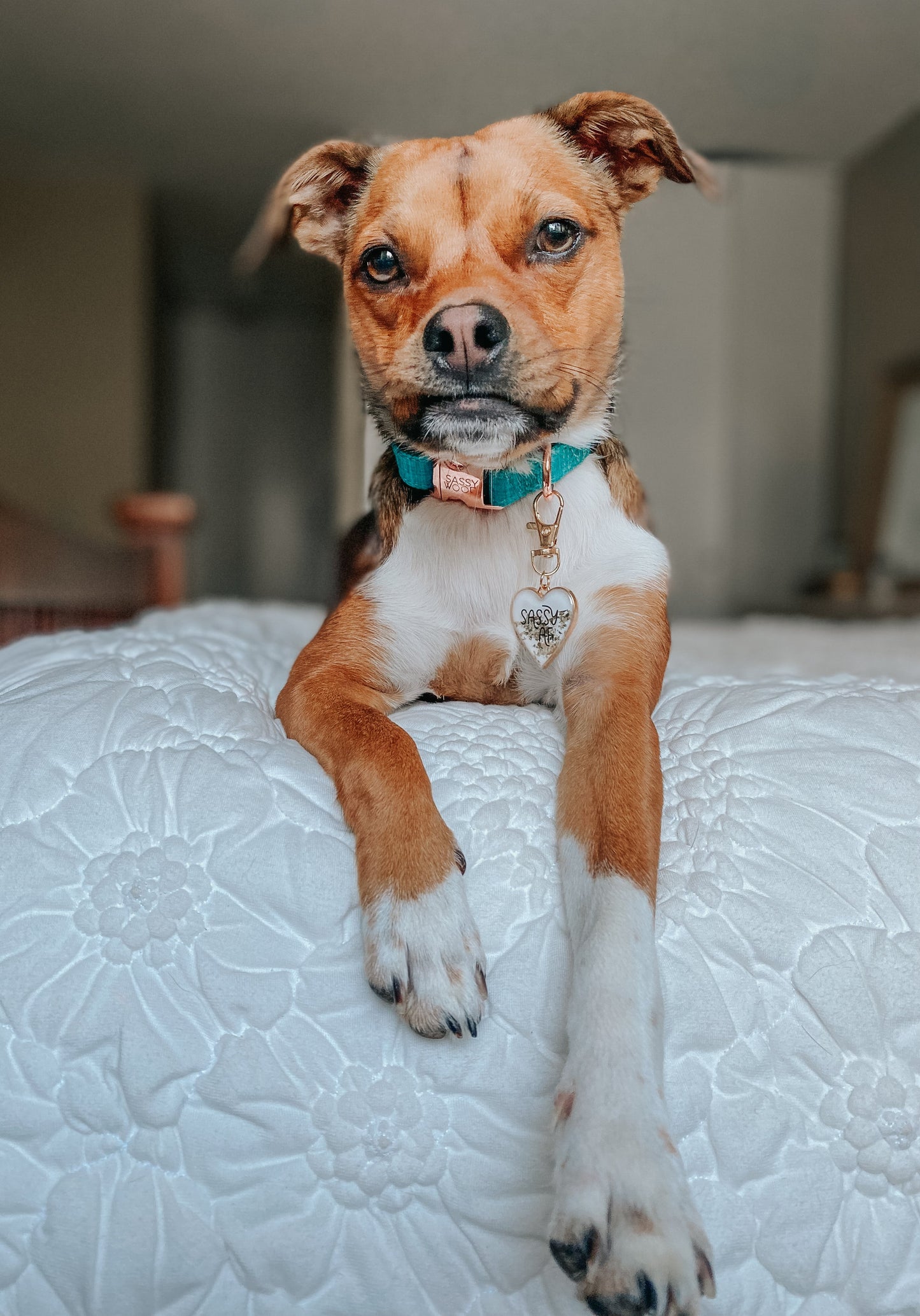 Dog Collar Three Piece Bundle - Napa