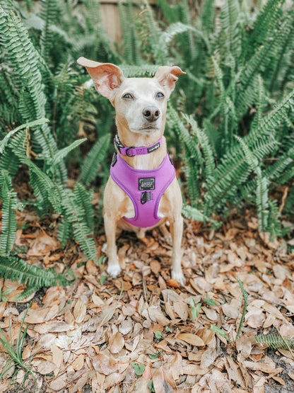 Dog Collar - Neon Purple