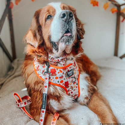 Dog Bowtie - Peanuts™ Harvest