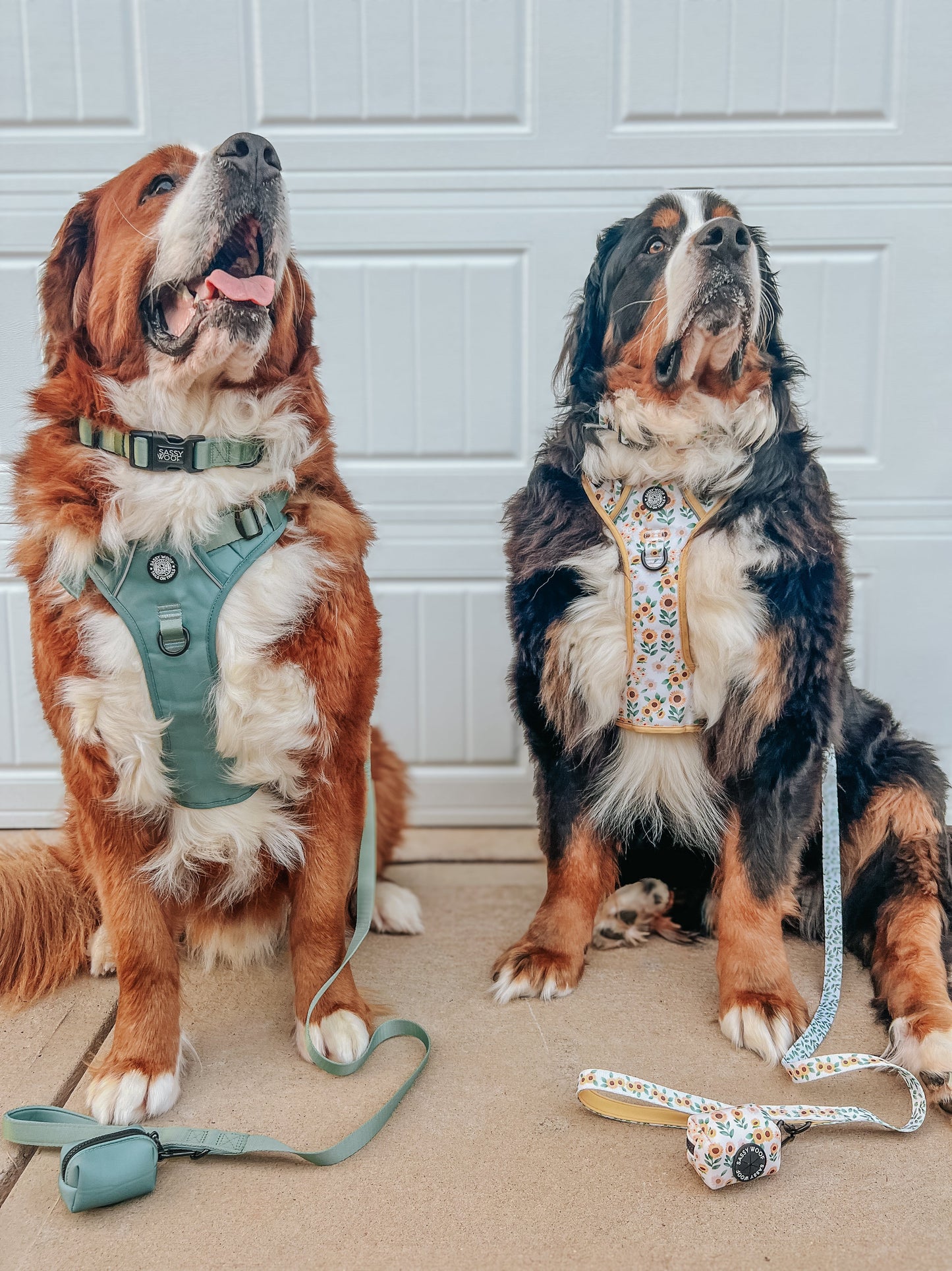 Dog Four Piece Bundle - Sunflower Dreams