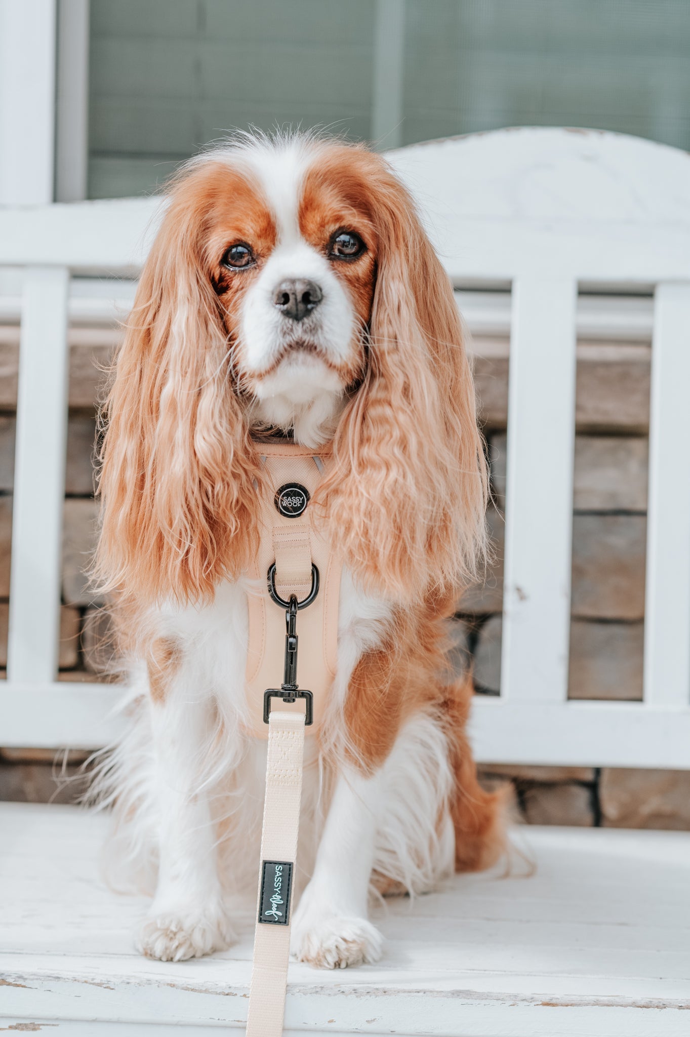 Dog Two Piece Bundle - Daffodil