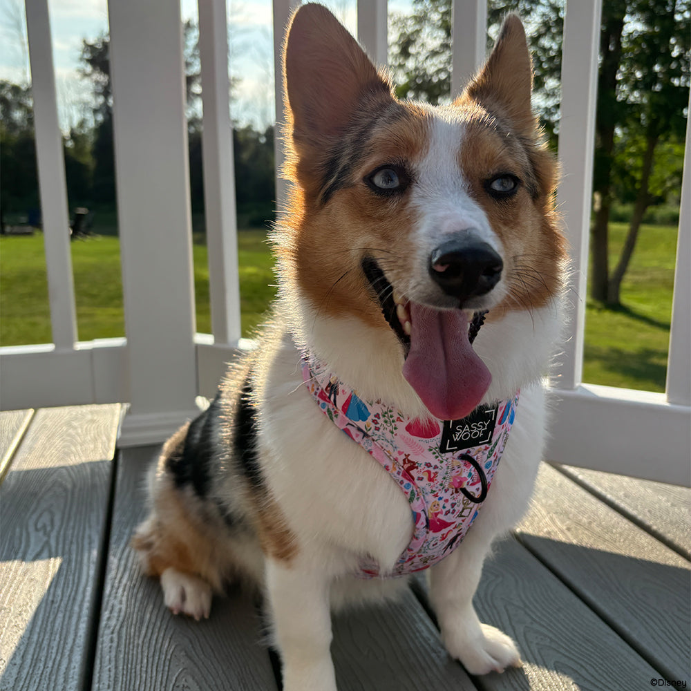 Dog Two Piece Bundle - Disney's Aurora