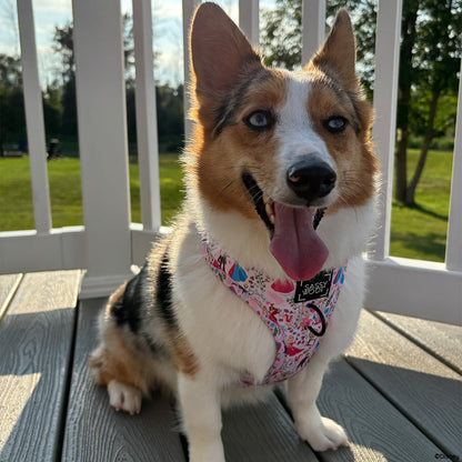 Dog Two Piece Bundle - Disney's Aurora