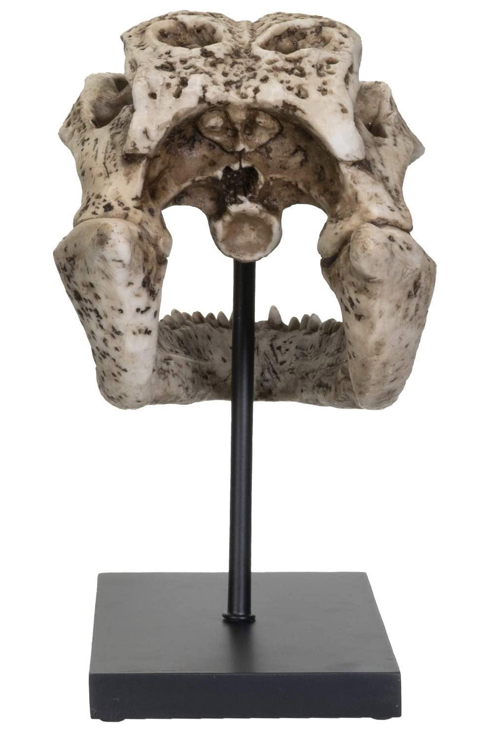 Aged Alligator Skull Replica