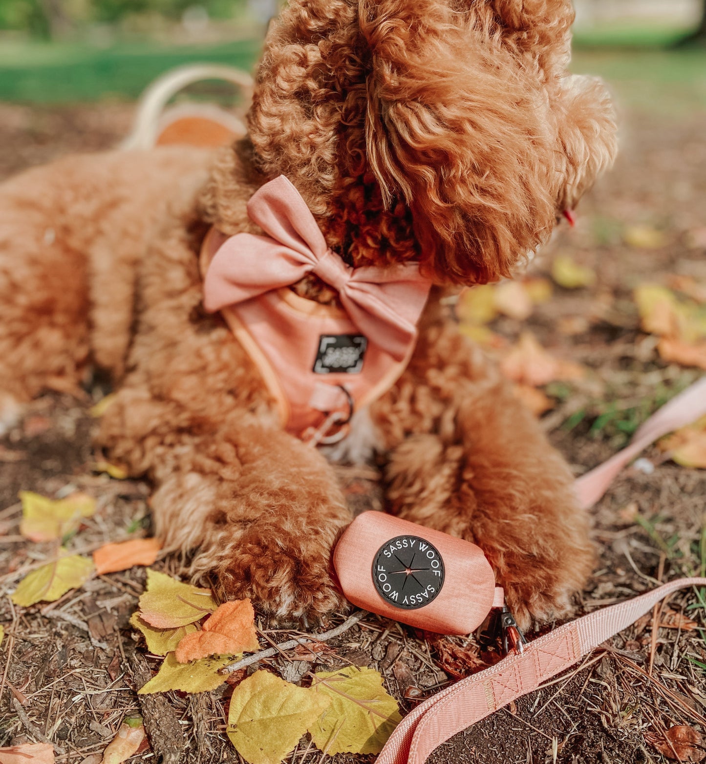 Dog Sailor Bow - Apple Cider
