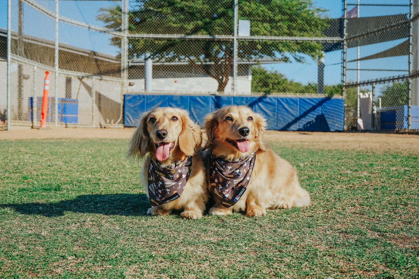 Dog Bandana - MLB™ x Peanuts™ San Diego Padres™